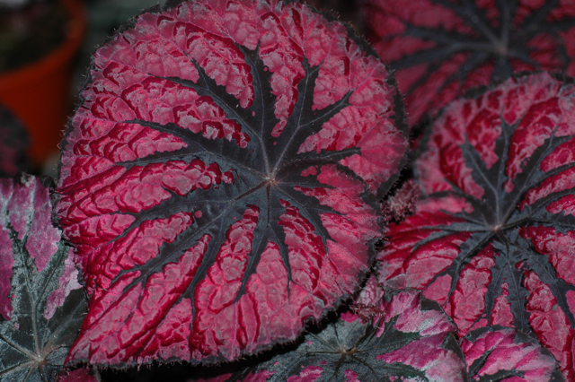 B. ‘Red Delta’